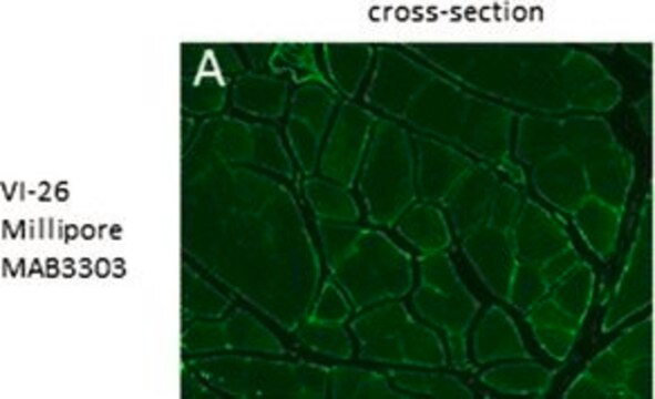 Anticorpo anti-collagene di tipo VI, clone VI-26 clone VI-26, Chemicon&#174;, from mouse