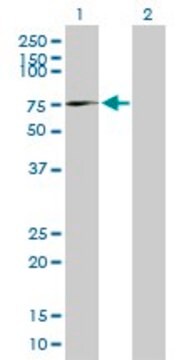 Anti-AFM antibody produced in mouse purified immunoglobulin, buffered aqueous solution