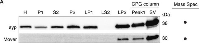 Monoklonaler Anti-Synaptophysin-Antikörper in Maus hergestellte Antikörper clone SVP-38, ascites fluid