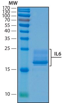 白介素 -6 人 recombinant, expressed in HEK 293 cells, suitable for cell culture