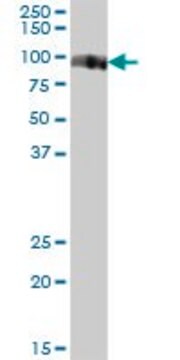 Anti-VASN antibody produced in mouse purified immunoglobulin, buffered aqueous solution