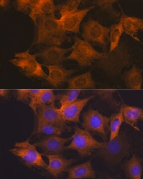 Anti-Hsp90&#946; Antibody, clone 7C6J0, Rabbit Monoclonal