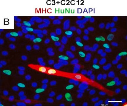 Anticorpo anti-nucleo, clone 235-1 clone 235-1, Chemicon&#174;, from mouse