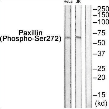 Anti-phospho-Paxillin (pSer272) antibody produced in rabbit affinity isolated antibody