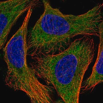 Anti-EEF1A2 antibody produced in rabbit Prestige Antibodies&#174; Powered by Atlas Antibodies, affinity isolated antibody, buffered aqueous glycerol solution