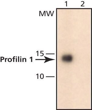 Anti-Profilin 1 (N-terminal) ~1&#160;mg/mL, affinity isolated antibody, buffered aqueous solution