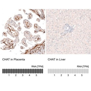 Monoklonalny anty-CHAT Prestige Antibodies&#174; Powered by Atlas Antibodies, clone CL3169, purified immunoglobulin, buffered aqueous glycerol solution