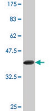 Monoclonal Anti-FBXL3, (N-terminal) antibody produced in mouse clone 1A3, purified immunoglobulin, buffered aqueous solution