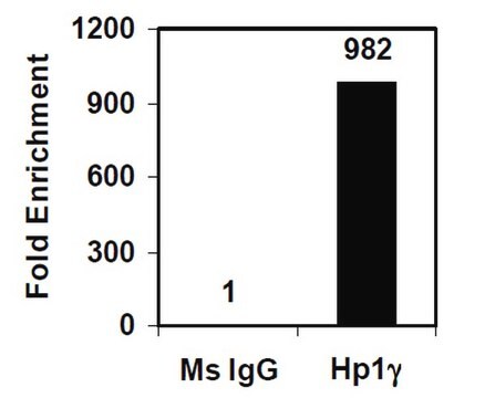 Magna ChIP&#174; A/Gクロマチン免疫沈降キット Single day chromatin immunoprecipitation (ChIP) kit containing all necessary reagents to perform 22 individual chromatin immunoprecipitation (ChIP) reactions using magnetic A/G beads.