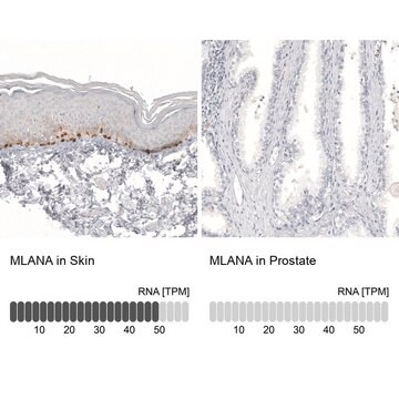 Anti-MLANA antibody produced in mouse Prestige Antibodies&#174; Powered by Atlas Antibodies, clone CL12863, purified by using Protein A, buffered aqueous glycerol solution