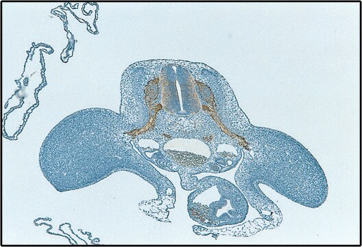 单克隆抗-HNK-1 clone VC1.1, ascites fluid, buffered aqueous solution