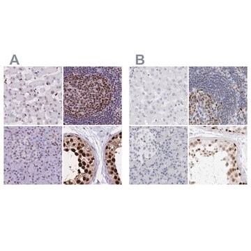 Anti-NASP antibody produced in rabbit Prestige Antibodies&#174; Powered by Atlas Antibodies, affinity isolated antibody, buffered aqueous glycerol solution