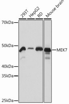 Anti-MEK7 antibody produced in rabbit