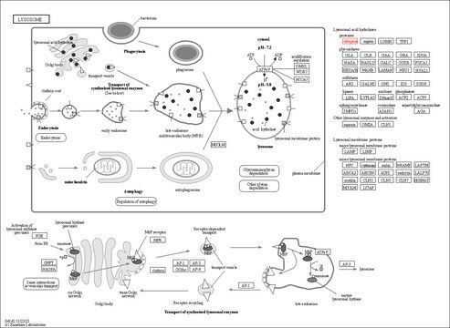 Cathepsin H, Human Liver Cathepsin H, Human Liver, CAS 60748-73-4, is native cathepsin H from human liver that functions both as an aminopeptidase and as an endopeptidase.