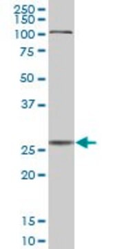 抗CTSD抗体 マウス宿主抗体 purified immunoglobulin, buffered aqueous solution