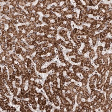 Anti-AZIN1 antibody produced in rabbit Prestige Antibodies&#174; Powered by Atlas Antibodies, affinity isolated antibody, buffered aqueous glycerol solution