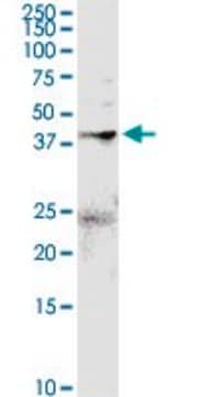 Anti-ANXA2 antibody produced in rabbit purified immunoglobulin, buffered aqueous solution