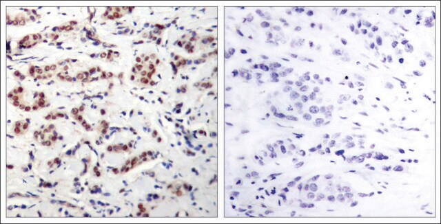 Anti-phospho-STAT5A (pTyr694) antibody produced in rabbit affinity isolated antibody