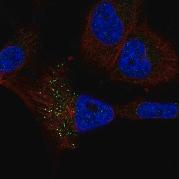 Anti-RFT1 antibody produced in rabbit Prestige Antibodies&#174; Powered by Atlas Antibodies, affinity isolated antibody