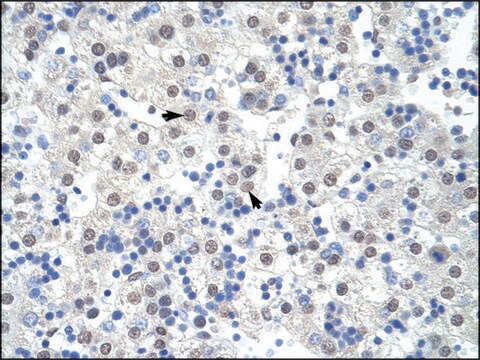 Anti-SF3B1 (AB1) antibody produced in rabbit IgG fraction of antiserum