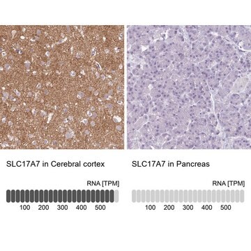 Anti-SLC17A7 antibody produced in rabbit Prestige Antibodies&#174; Powered by Atlas Antibodies, affinity isolated antibody, buffered aqueous glycerol solution