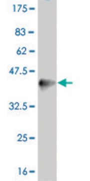 Monoclonal Anti-PPARD antibody produced in mouse clone 1G4, purified immunoglobulin, buffered aqueous solution