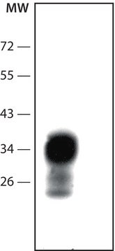 Monoclonal Anti-Prion Protein in Maus hergestellte Antikörper clone 8H4, purified from hybridoma cell culture