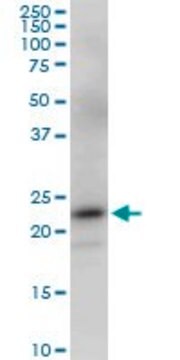 Monoclonal Anti-PGRMC2 antibody produced in mouse clone 2A3, purified immunoglobulin, buffered aqueous solution