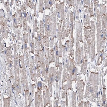 Anti-MYZAP antibody produced in rabbit Prestige Antibodies&#174; Powered by Atlas Antibodies, affinity isolated antibody, buffered aqueous glycerol solution