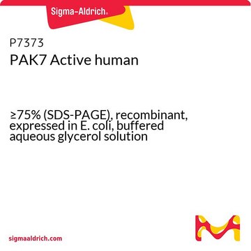 PAK7 Active human &#8805;75% (SDS-PAGE), recombinant, expressed in E. coli, buffered aqueous glycerol solution