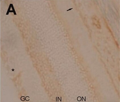 抗Na+K+ ATPase &#945;-2抗体 serum, Upstate&#174;