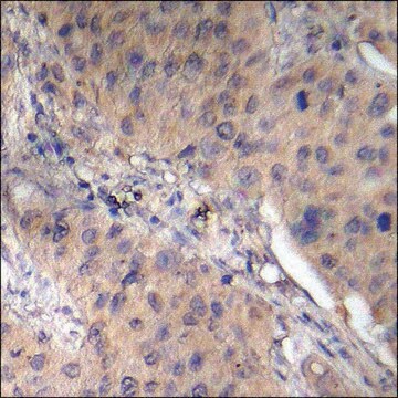 Anti-phospho-AMPK &#946;1 (pSer181) antibody produced in rabbit affinity isolated antibody