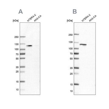 Anti-HSPH1 antibody produced in rabbit Prestige Antibodies&#174; Powered by Atlas Antibodies, affinity isolated antibody