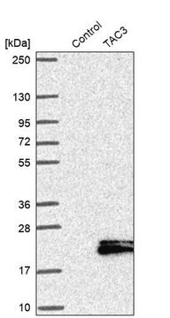 Anti-TAC3 antibody produced in rabbit Prestige Antibodies&#174; Powered by Atlas Antibodies, affinity isolated antibody, buffered aqueous glycerol solution