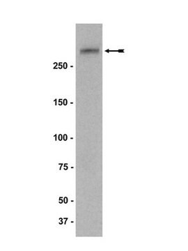 Anticorps anti-NG2, clone 132.38 clone 132.38, Upstate&#174;, from mouse