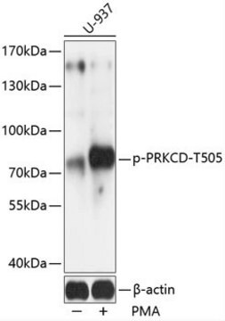 Anti-Phospho-PRKCD-T505 antibody produced in rabbit