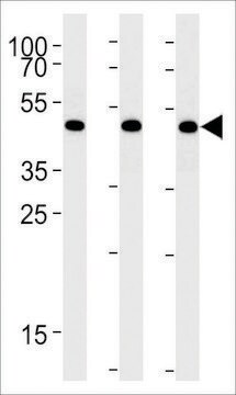 ANTI-BAT1(C-TERMINAL) antibody produced in rabbit affinity isolated antibody, buffered aqueous solution