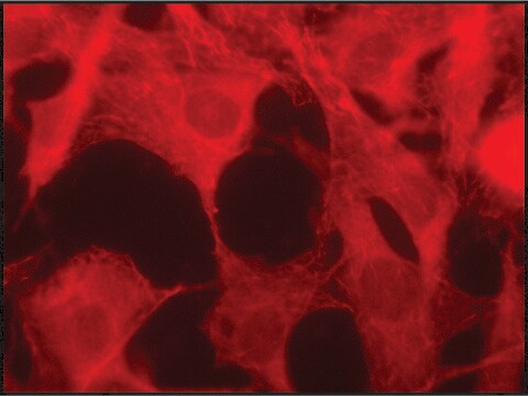 抗EB1抗体 ウサギ宿主抗体 ~1.5&#160;mg/mL, affinity isolated antibody, buffered aqueous solution