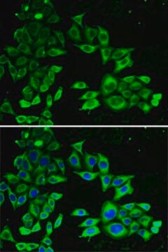 Anti-AMPK alpha 1 antibody produced in rabbit