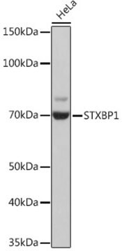 Anti-STXBP1 Antibody, clone 1N7U1, Rabbit Monoclonal