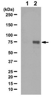 Anticorpo antifosfo-STAT3 (Tyr68) from rabbit, purified by affinity chromatography