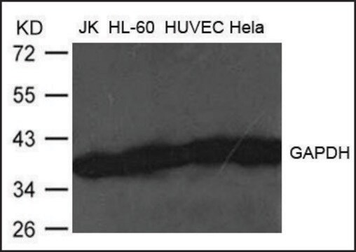 抗GAPDH抗体 ウサギ宿主抗体 affinity isolated antibody