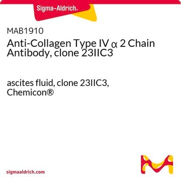 Anticorps anti-chaîne&nbsp;&#945;&nbsp;2 du collagène de type&nbsp;IV, clone&nbsp;23IIC3 ascites fluid, clone 23IIC3, Chemicon&#174;