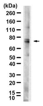 Anti-p-DRP1-Ser637 Antibody, clone 5G23 ZooMAb&#174; Rabbit Monoclonal recombinant, expressed in HEK 293 cells