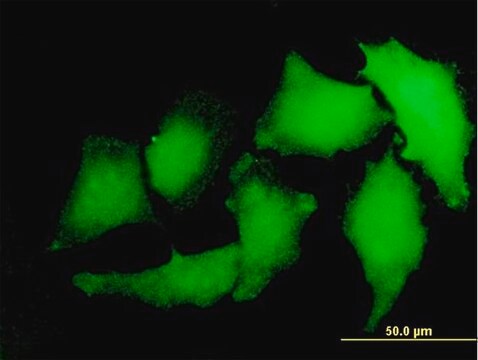 Monoclonal Anti-S100A2 antibody produced in mouse clone M2, purified immunoglobulin, buffered aqueous solution