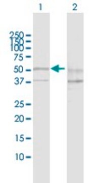 Anti-SESN2 antibody produced in rabbit purified immunoglobulin, buffered aqueous solution