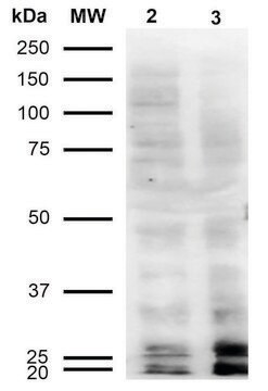 Monoclonal Anti-Malondialdehyde-Atto 488 antibody produced in mouse clone 11E3