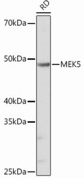 Anti-MEK5 antibody produced in rabbit