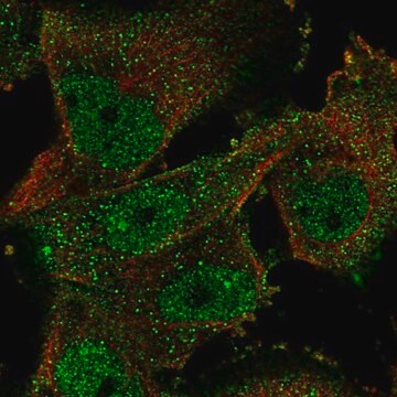 Anti-ELAVL4 antibody produced in rabbit Prestige Antibodies&#174; Powered by Atlas Antibodies, affinity isolated antibody