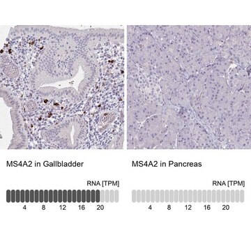 Anti-MS4A2 antibody produced in rabbit Prestige Antibodies&#174; Powered by Atlas Antibodies, affinity isolated antibody, buffered aqueous glycerol solution